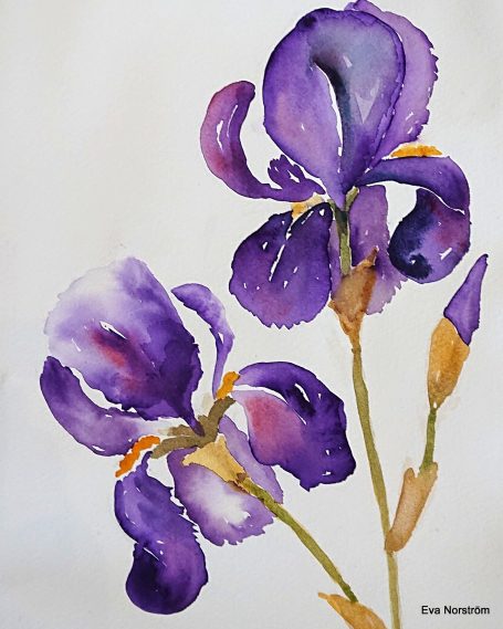 Blå iris